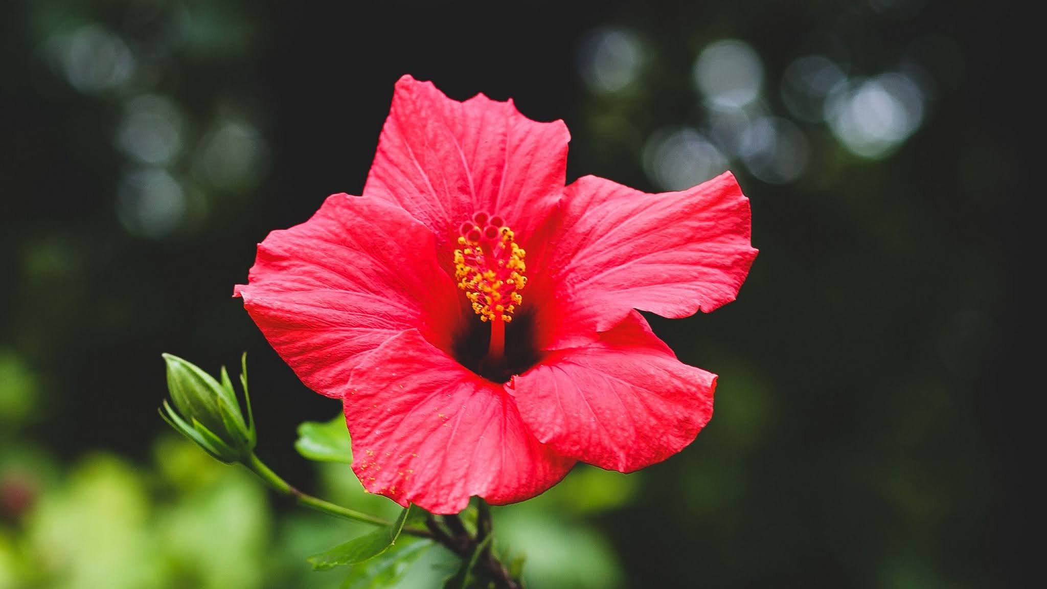 Flor de Jamaica Hibiscus Sabdariffa