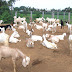 Goat Farming in Kerala