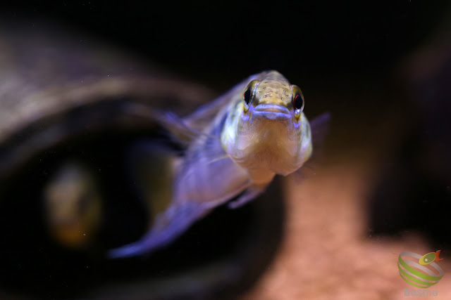 Apistogramma Pedunculata(sp.Rio Caura)