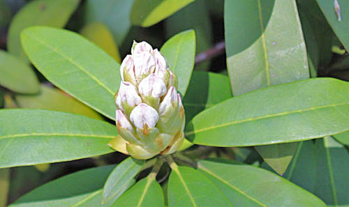 Seeing Rhododendrons Through Rose Colored Glasses The Dirt Diaries