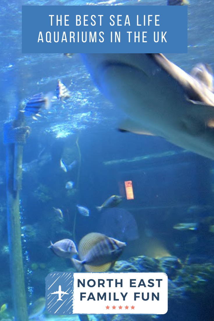 The Best Sea Life Aquariums in the UK North East Family Fun