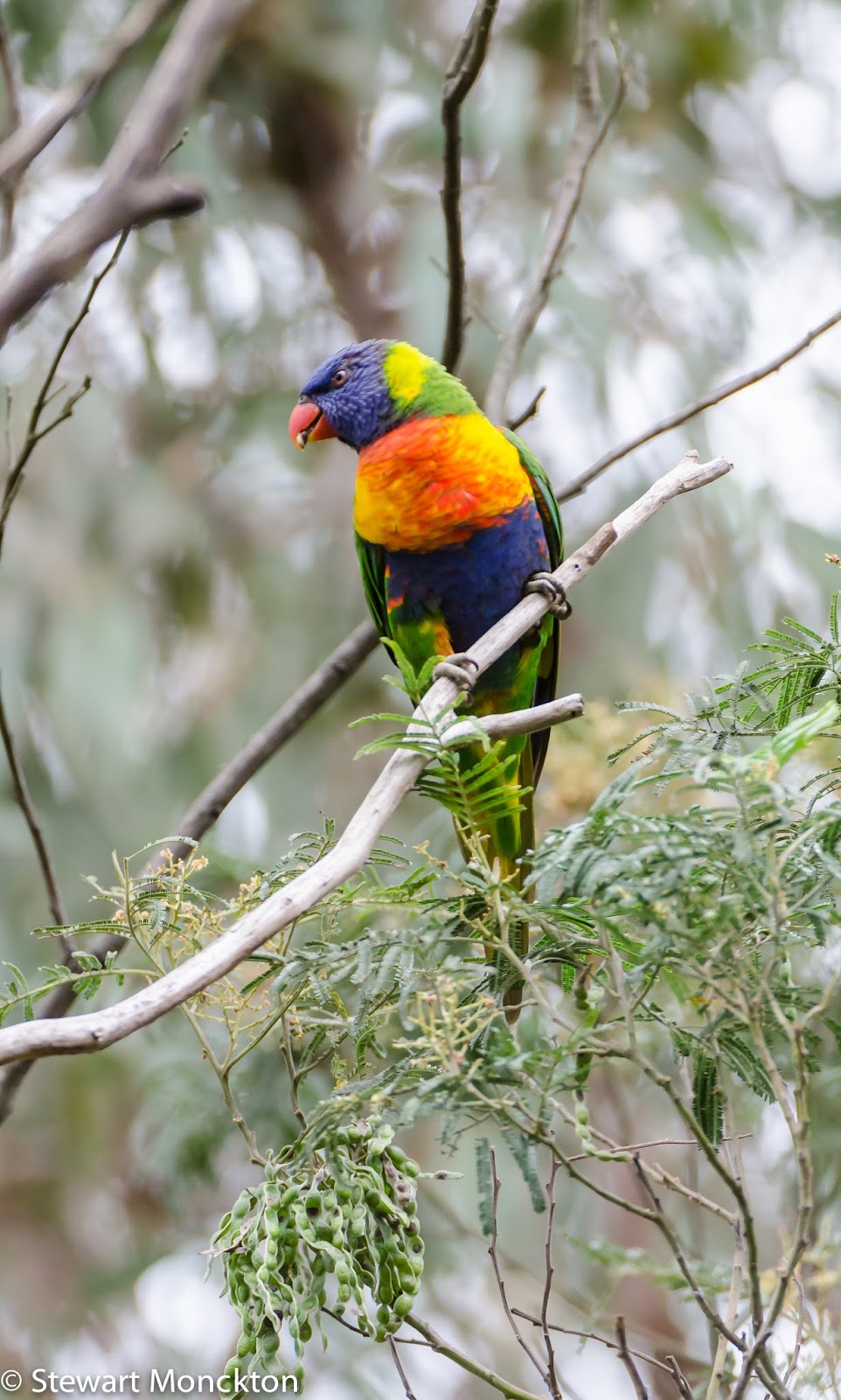 wildbird rainbow lorikeet