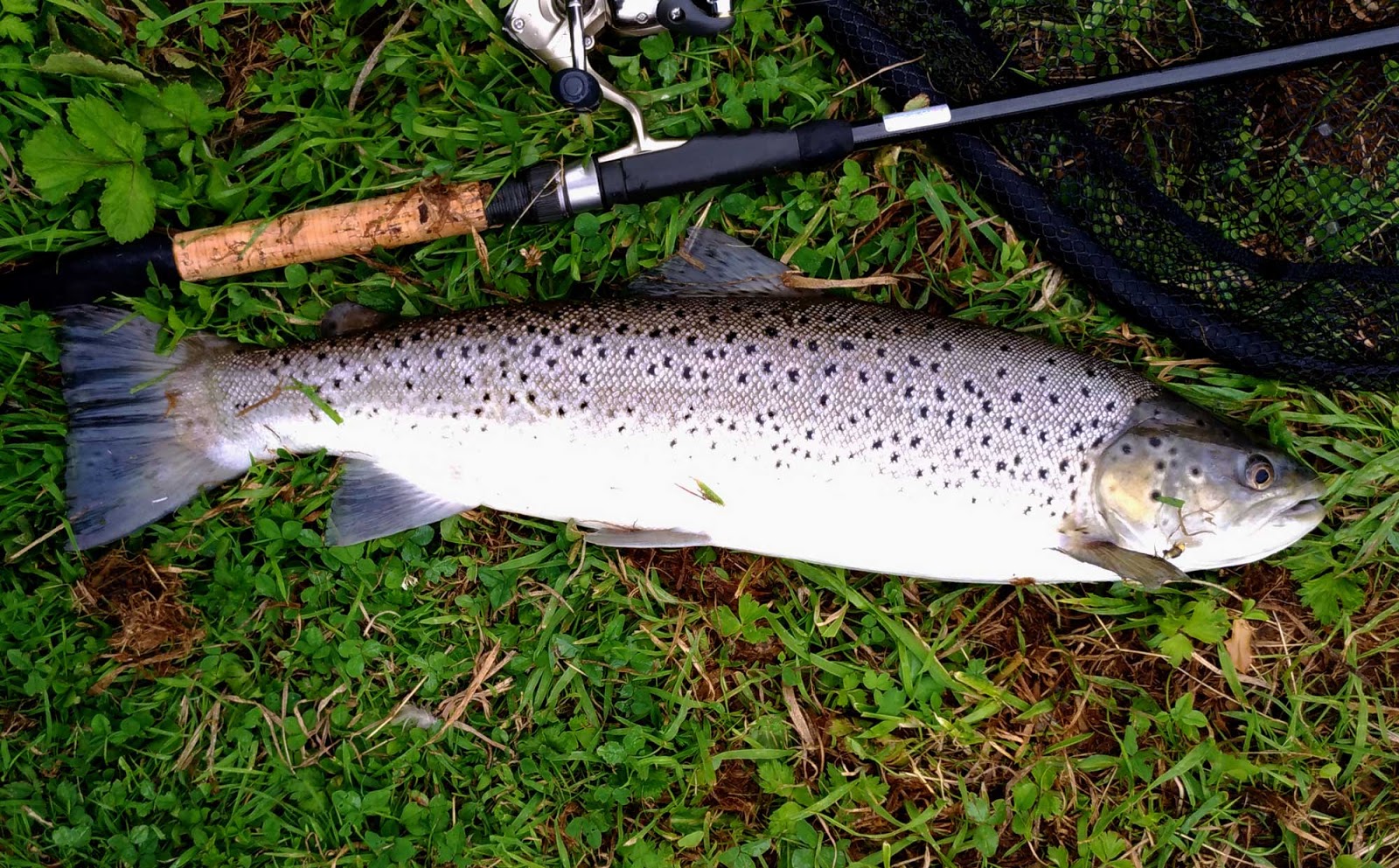 Grosse Truite de Mer en Normandie