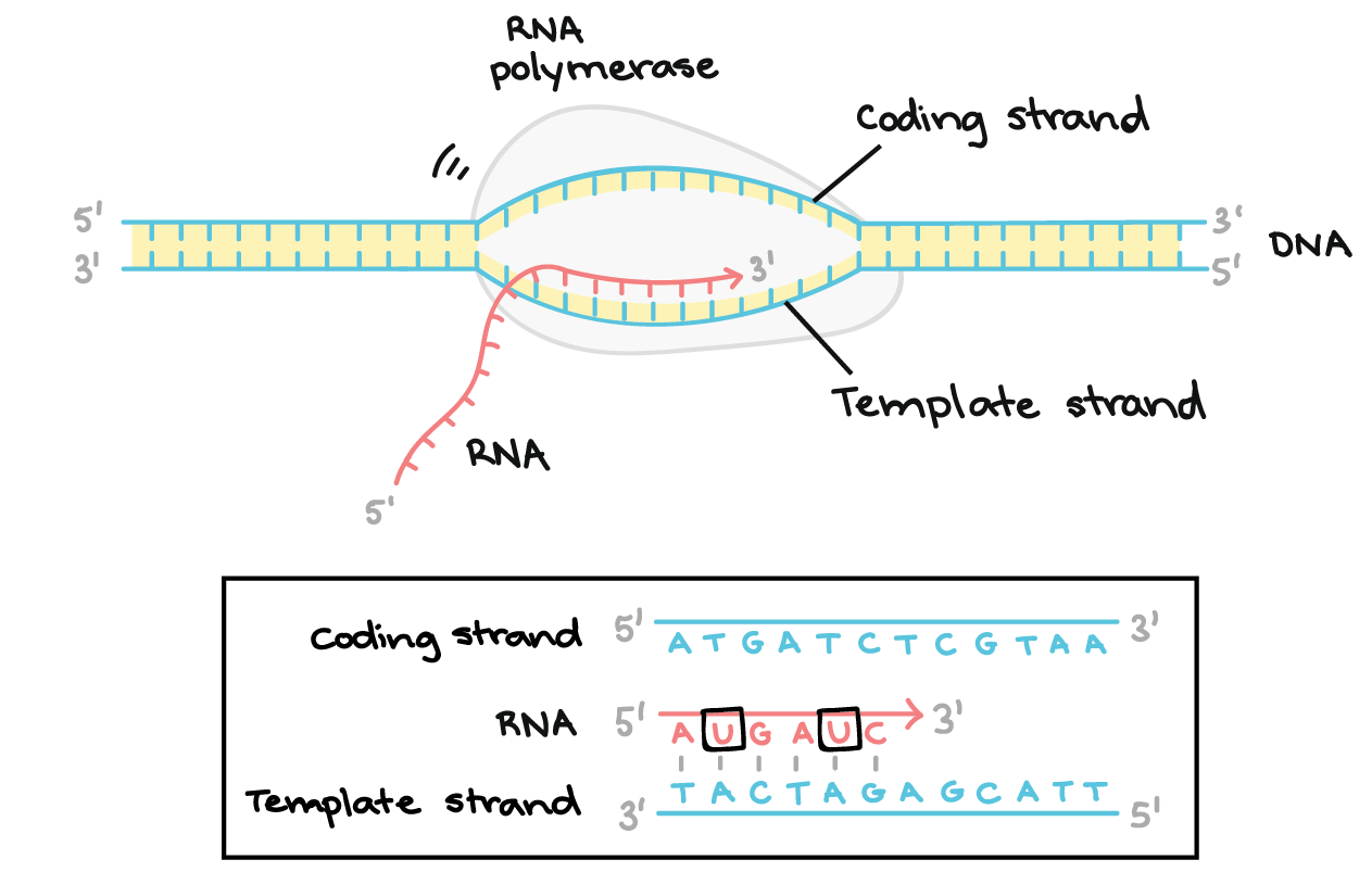 sintesis-protein-transkripsi-dan-translasi