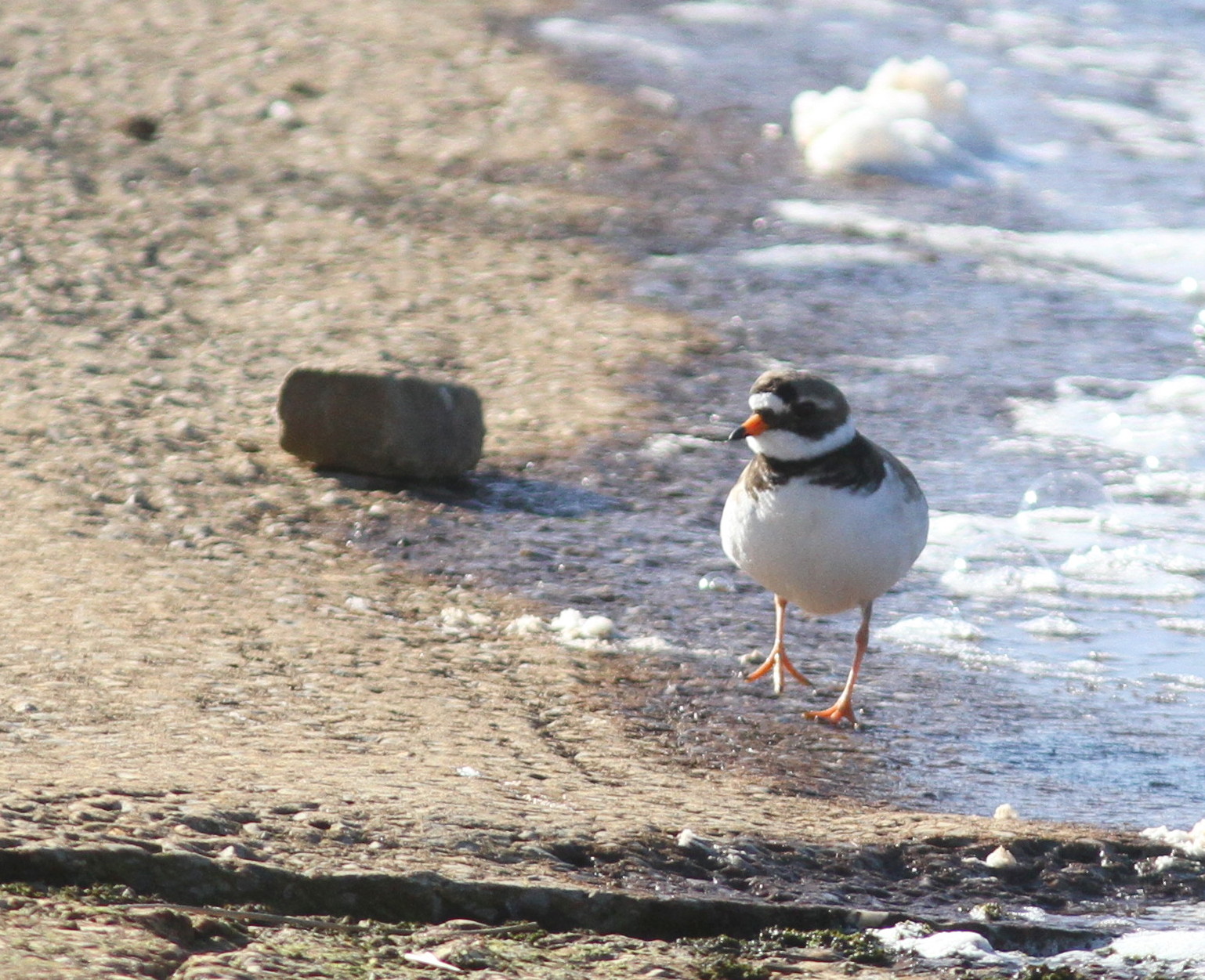 WEST YORKSHIRE BIRDING You can,t get enough of Ringed Plovers. Fly Flatts