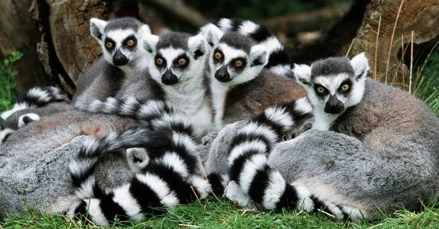 Mamalia Lemur Memegang Kunci Hibernasi Manusia - Sains Box