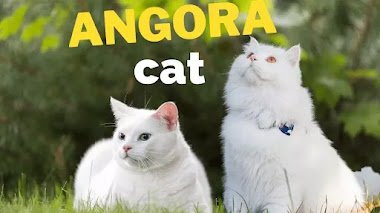 Gato Angora