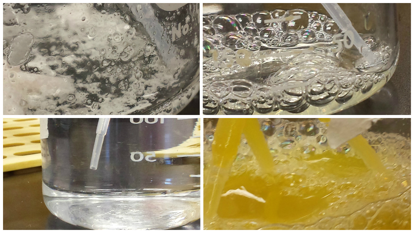Egg Cell Macromolecule Lab Analysis Siva's Biology Blog
