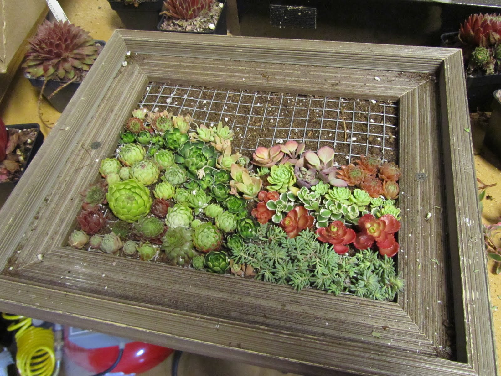 Cheesehead Gardening: Succulent Picture Frames