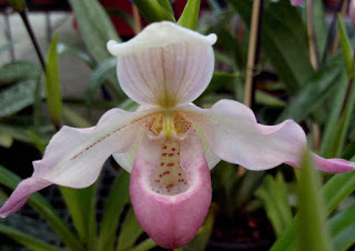 Guia Paphiopedilum “Sapatinho” – Orquídeas Rita