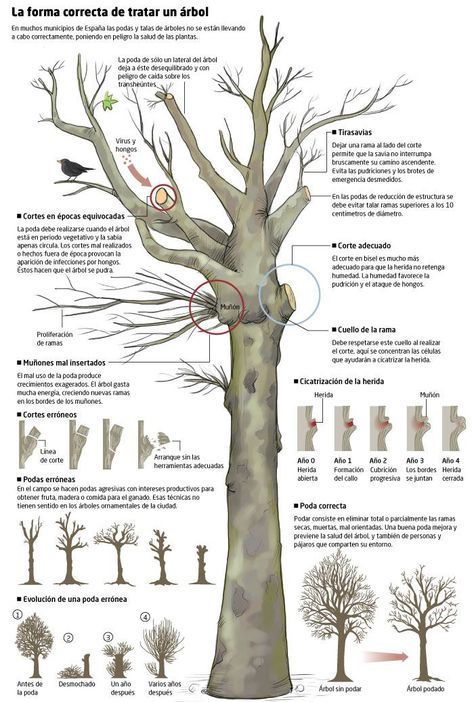 Beneficios de los árboles, premisa para la formación en poda en altura.-