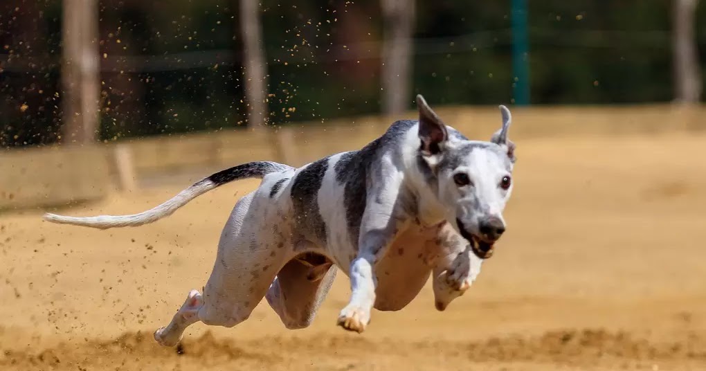 10 Best Dog Breeds For Runners The Buzz Land