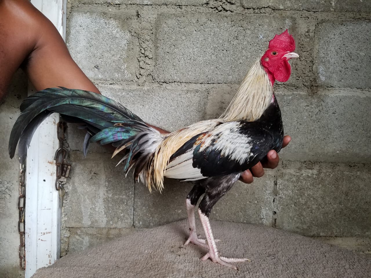 JANOR DUARTE DE 22, CON DOS NIETOS DEL GALLO PERFECTO.