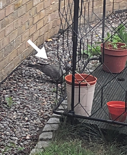 pigeon in garden