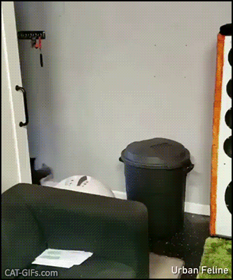 Amazing Cat GIF • Crazy Purrkour • American ninja warrior Cats Edition Amazing Cat GIF • Crazy Purrkour • American ninja warrior Cats Edition