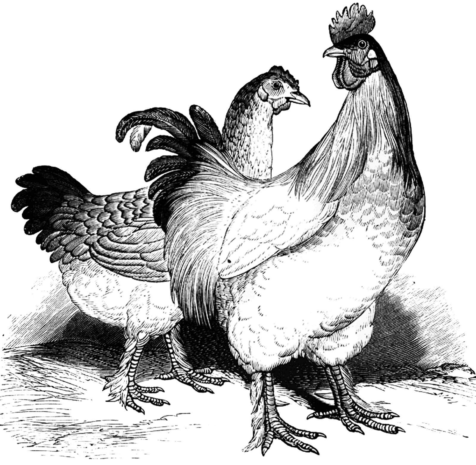 free chicken clipart black and white - photo #48