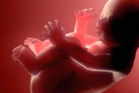 Para novos medicamentos, pesquisas com tecido fetal humano abortado continuam
