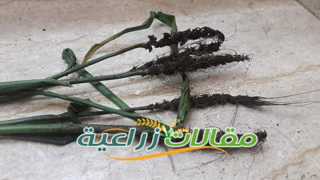 مرض التفحم السائب في القمح: الإصابة، الأعراض، الوقاية والعلاج - مقالات زراعية