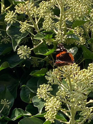 Red admiral on ivy flowers Red admiral on ivy flowers