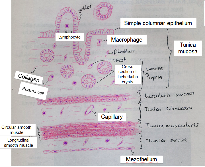 Histology Drawings: February 2014