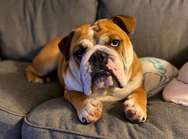 Why Does My Dog Rub Against The Couch Dogalyo