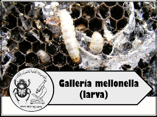 ديدان الشمع الكبيرة والصغيرة Galleria mellonella - Achroia grisella