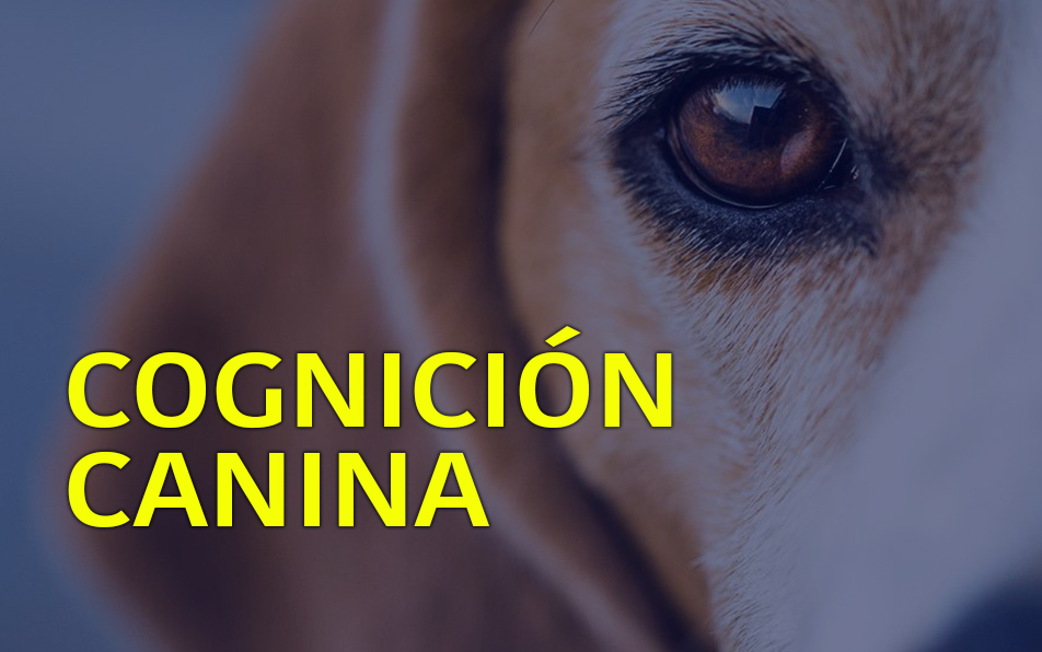 Curso online gratis de Cognición canina
