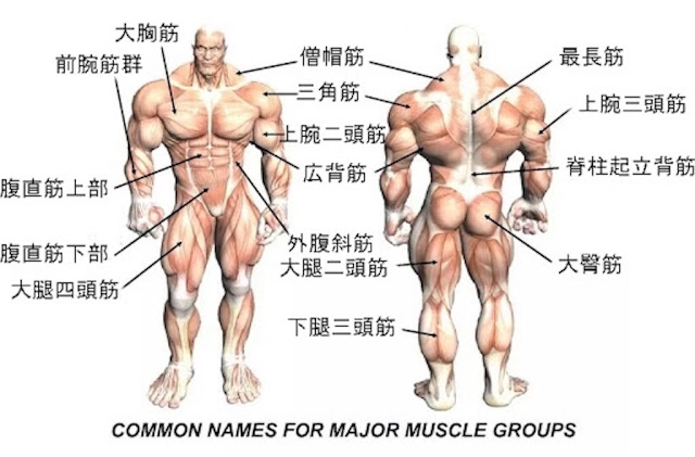 筋肉 名前 の おしり 【筋肉の名前と作用の完全図鑑】筋トレ部位の名称と共働筋・拮抗筋｜その鍛え方