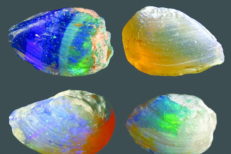 how do opalised fossils