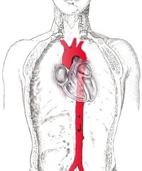 Arteria aorta