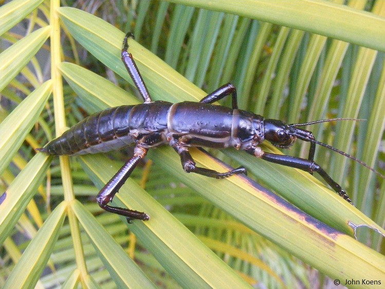 Balls pyramid insect Balls pyramid insect, Ball's pyramid stick insect
