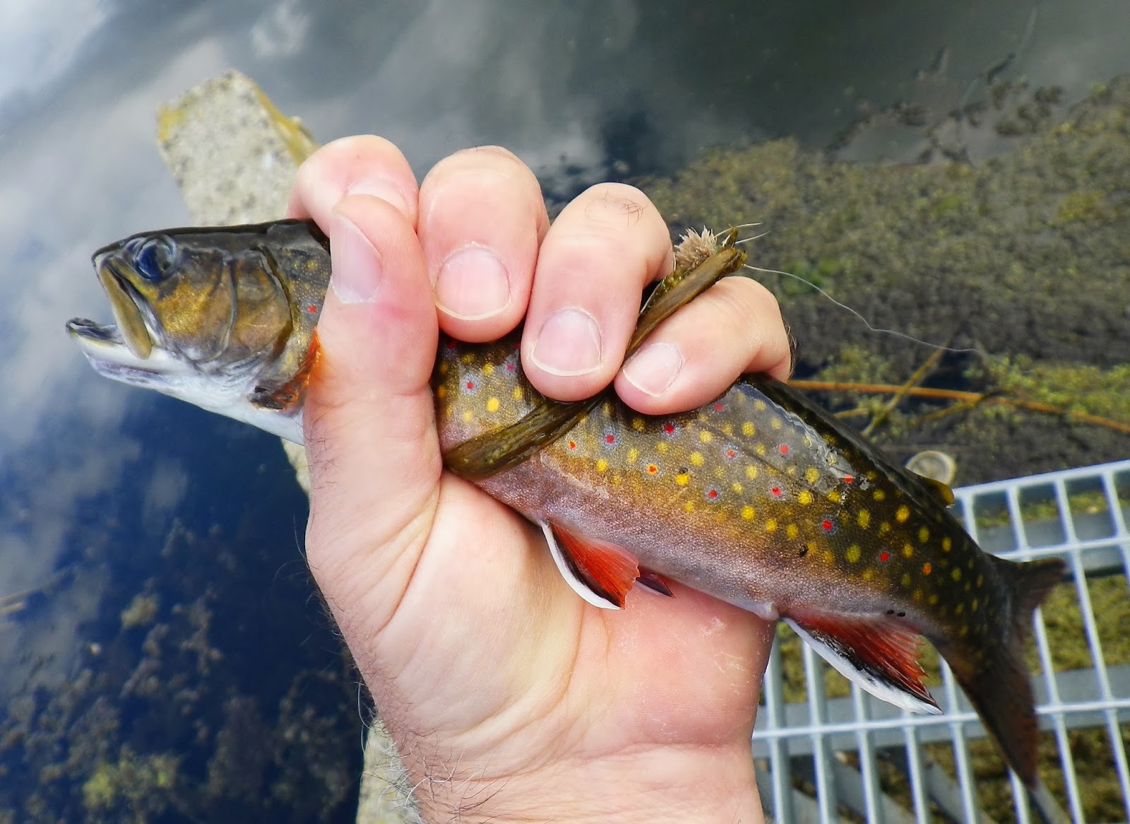 Home Waters A Fly Fishing Life Trout Lake Report The Last Fish of Summer
