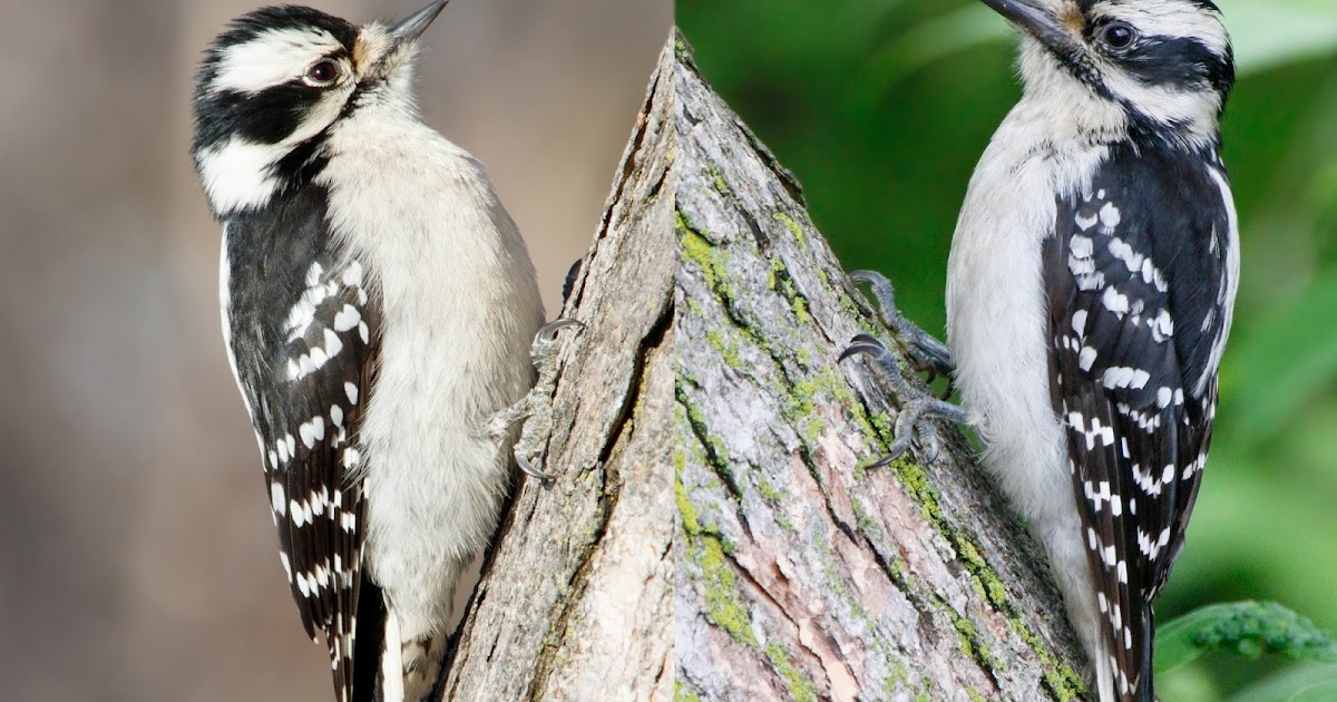 Downy or Hairy? How to Tell Who's Who | Nature Notes Blog