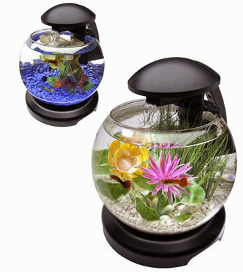 Model Akuarium Modern Untuk Ikan Cupang Hias Dunia Akuarium
