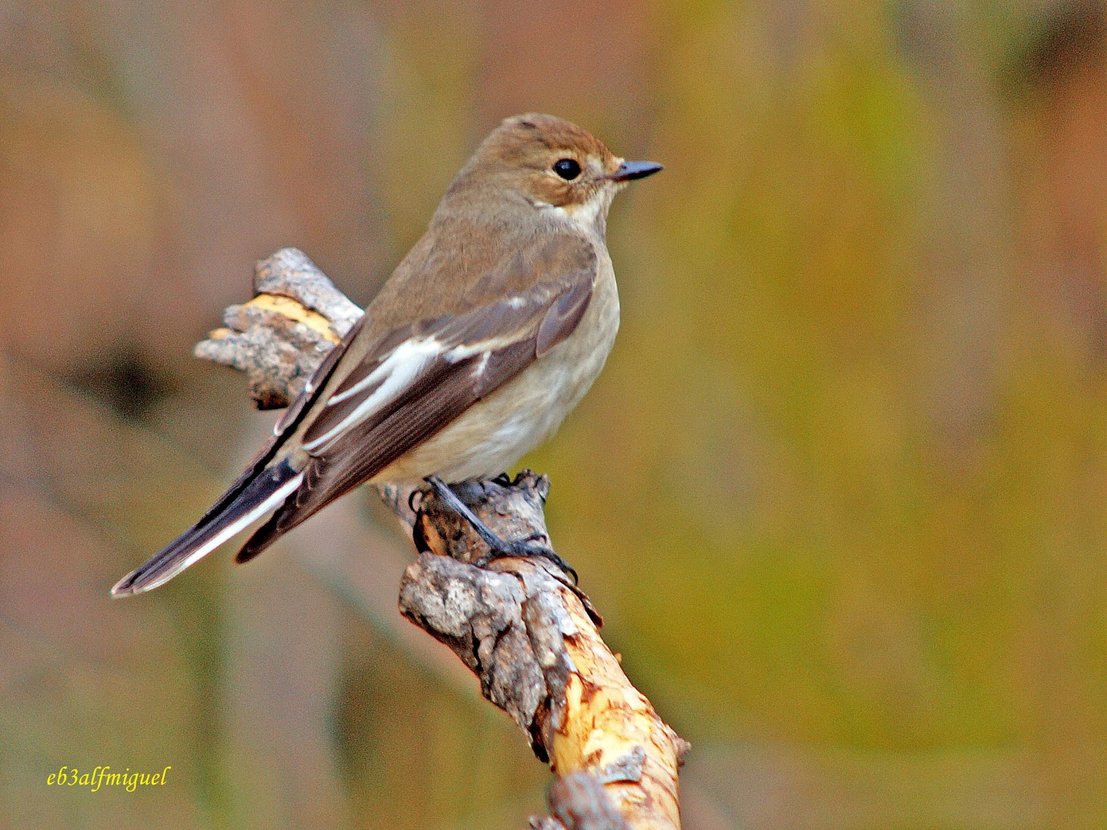 Miguel fotografia: Papamoscas cerrojillo, (Ficedula hypoleuca)