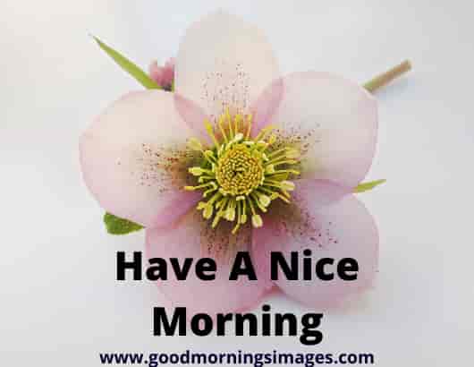 Good Morning Shayari For Lover In 2019 Good Morning Shayari For Lover In 2019