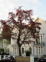 My husband really loves trees, so we took a lot of pictures of the beautiful trees in London!