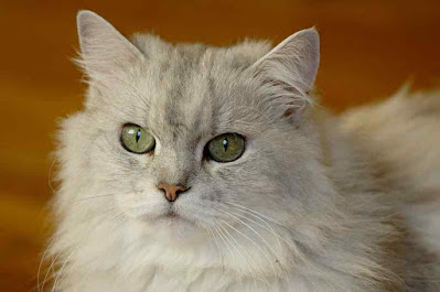 Kucing Persia Kucing Persia