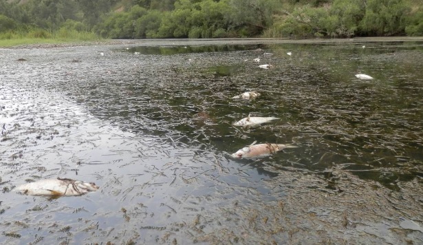 Another week on paradise: Millions of dead fish reported around the globe last week from Austria to  Untitled