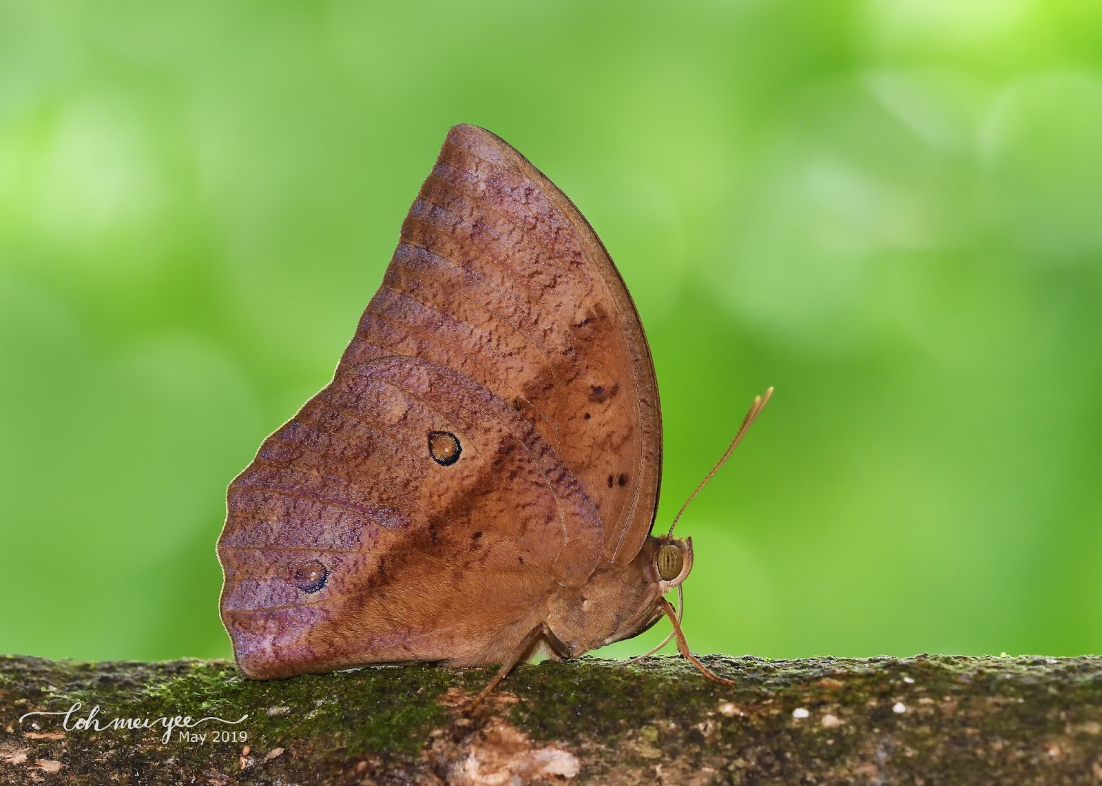 The 2 Minute Gardener Photo Butterfly Bush Buddleja Davidii