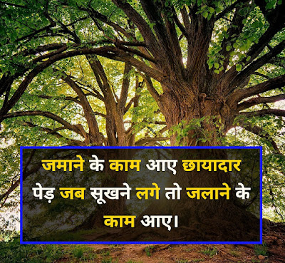 Image For Tree Shayari