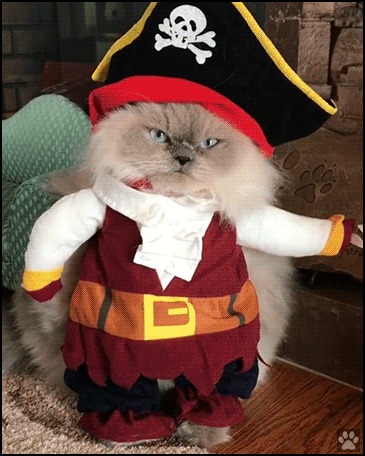 Halloween? ♪♫ If you are gonna be a pirate...be an angry pirate ♫ ♪ • Cat  GIF Site