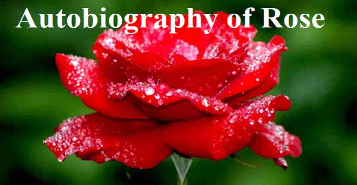 Autobiography of a flower essay picture