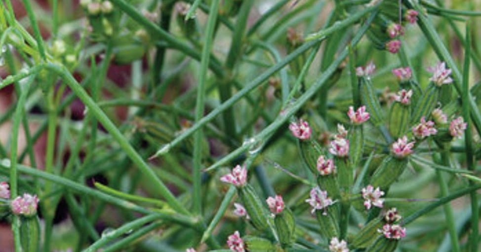 Health Benefits of Vegetables & NonVegetables Cumin Plant