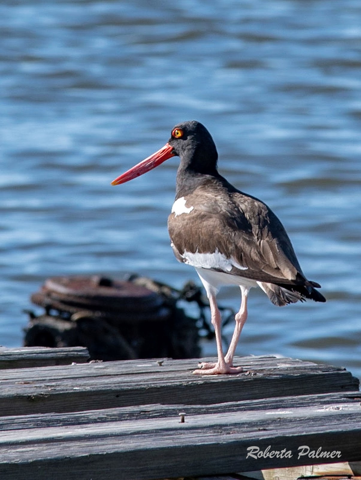 AMERICAN OYSTERCATCHER