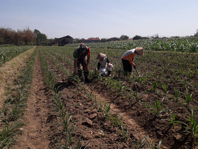Dangir Jagung Bersama Petanipun Dilakukan Babinsa Tulung