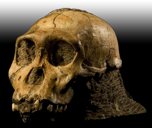 Fosil manusia purba jenis Homo « Sejarah Negara Com