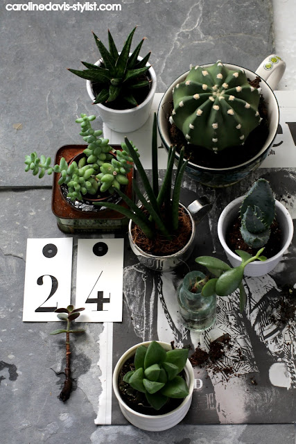 styling details_advent calendar day 24_carolinedavis-stylist.com_trend-daily blog_cactus_succulents