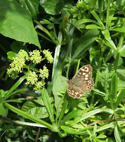 Speckled Wood Butterfly on Cleavers