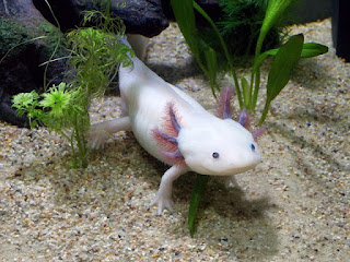 Mengenal Axolotl, Si Salamander Meksiko yang Memiliki Regenerasi Super